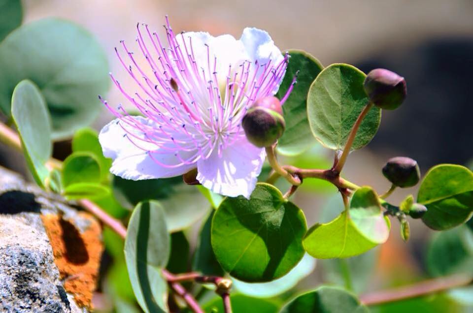 capperi di Pantelleria eccoci qua