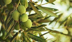 olive Giarraffa